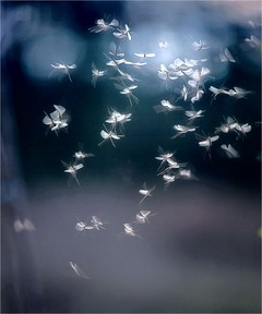 ����� �������