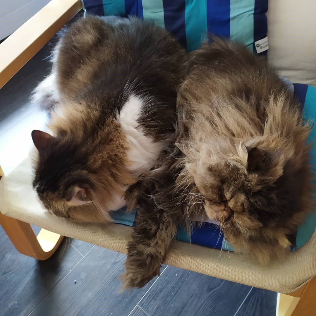 ����� ������-��������