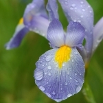 ���� ������