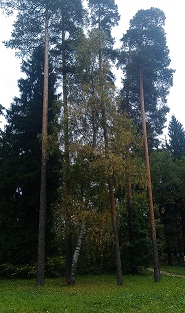 ���� ��� ������