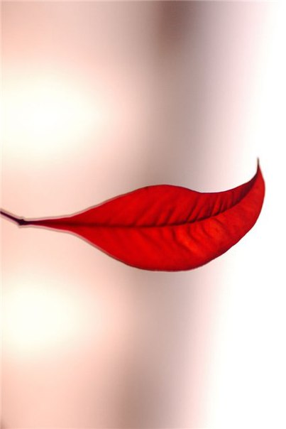 ���� �������