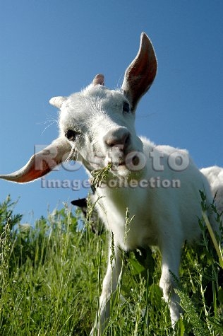 Козлёнок Иванушка