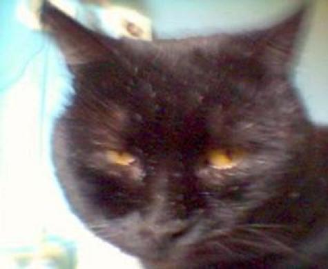 ���� �����