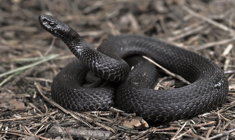 Иван Савкин