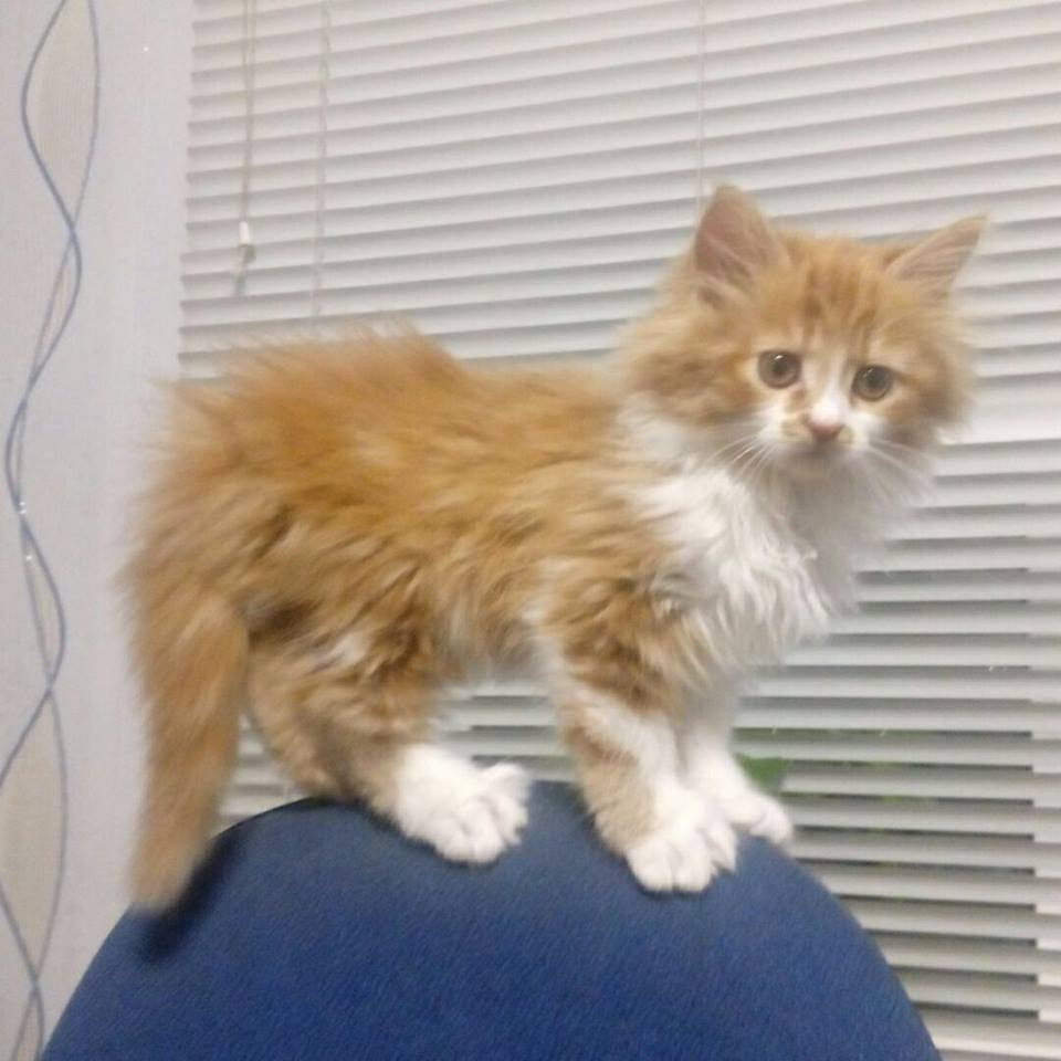 ���� �������