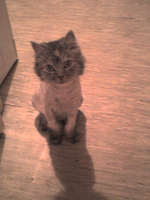 ���� �������