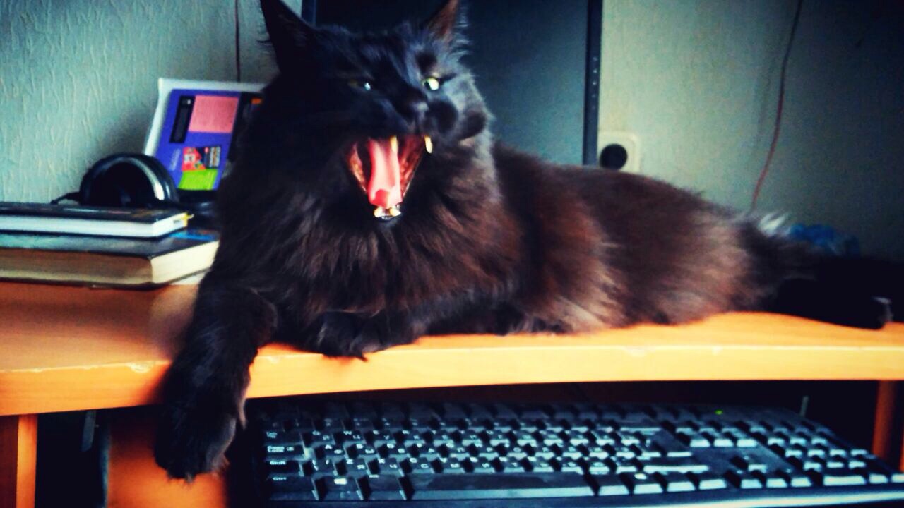 ���� ������������ -���������