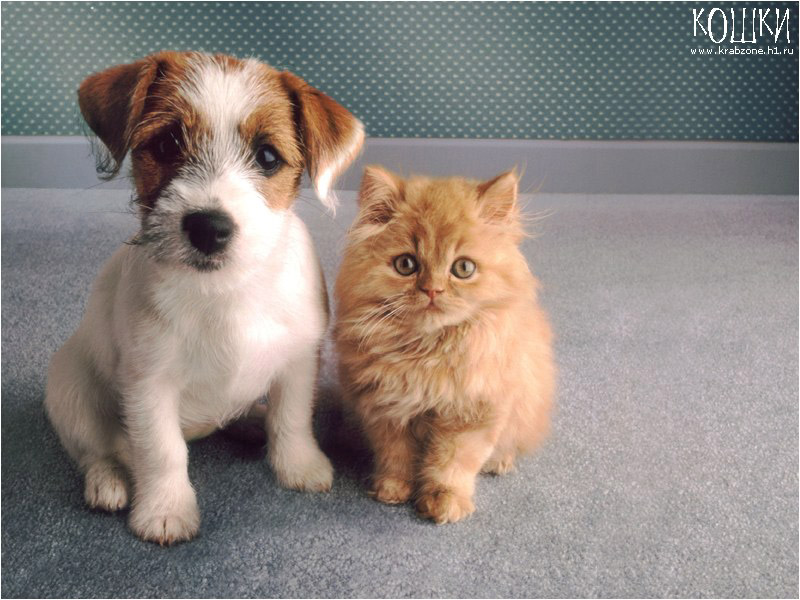 ���� ������