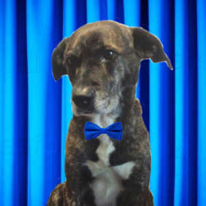 ������ �����