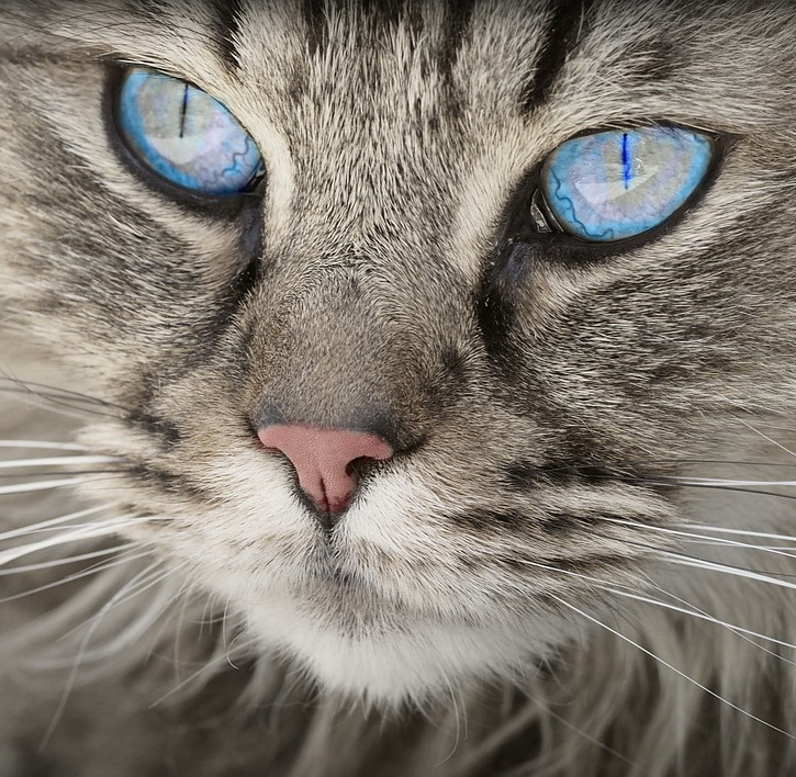 ���� �����