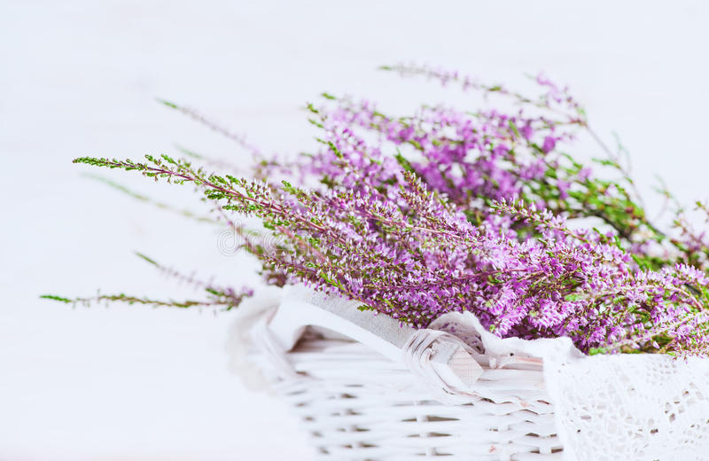 ���� ����������