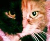 ����� ������