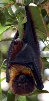 ���� �������