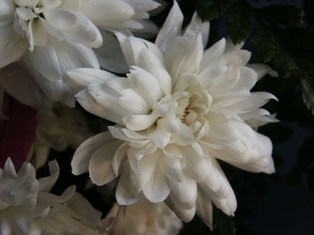 �������� ��������� �����������