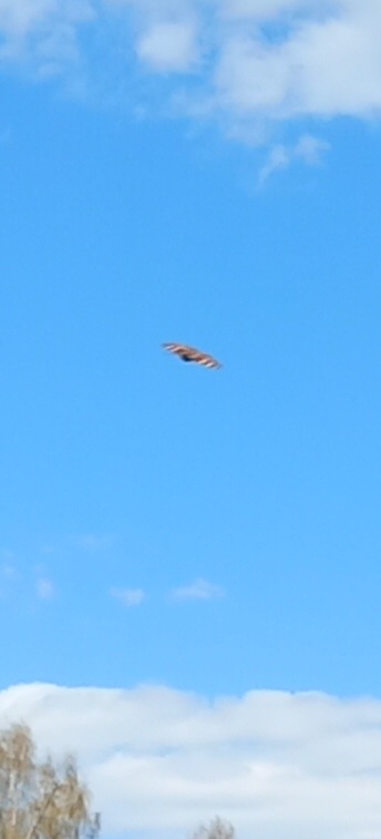 �������� �������