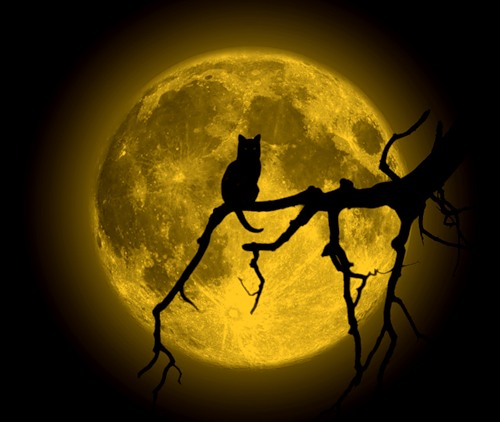 ������ 11