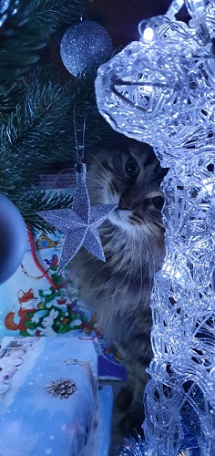 Анита Карелина