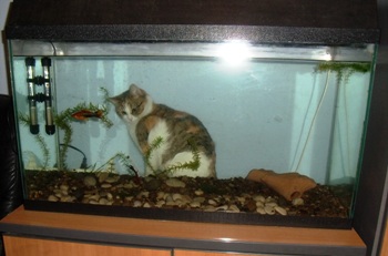 ������ ��������