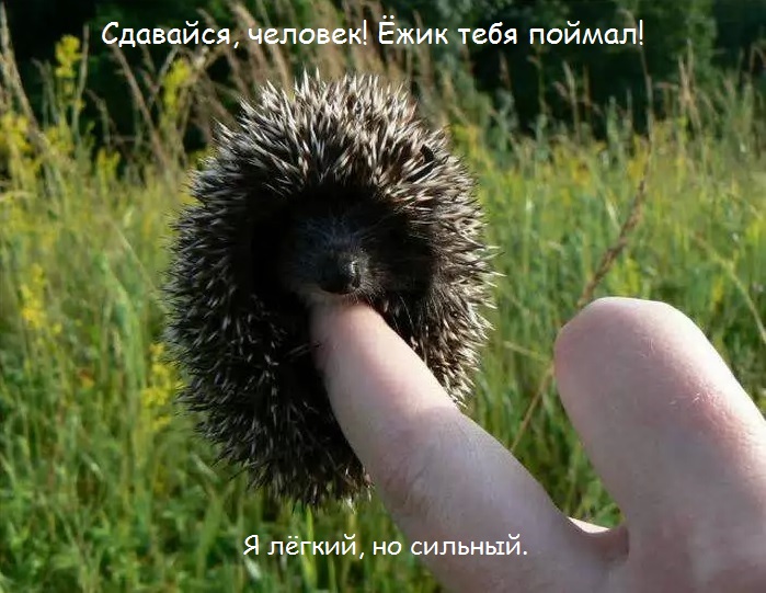 Святой Бездельник