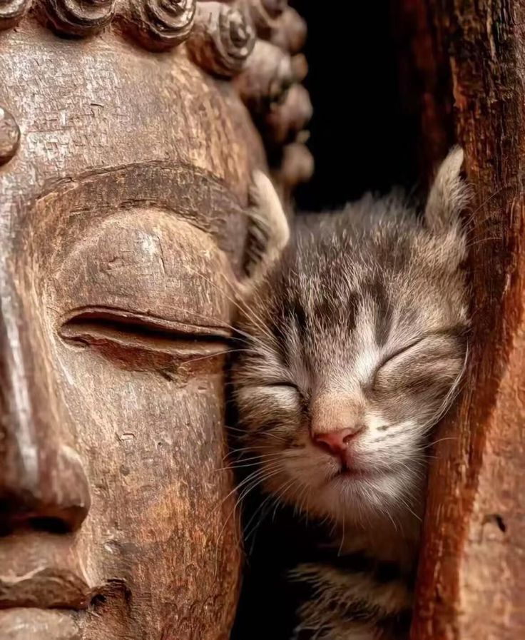 ������ ����