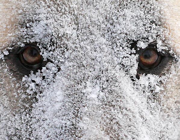 ���� ����������