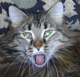 ������ ����