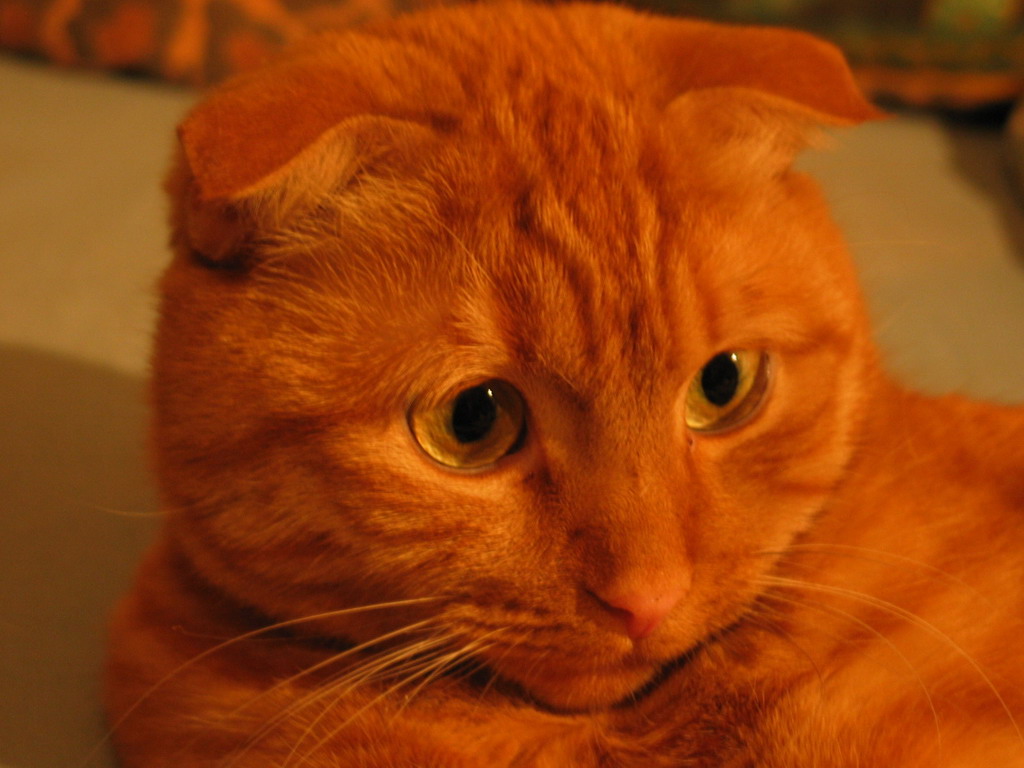 ������ ���������