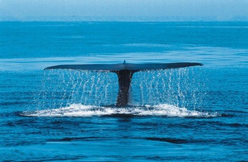 Кит Радость Океана