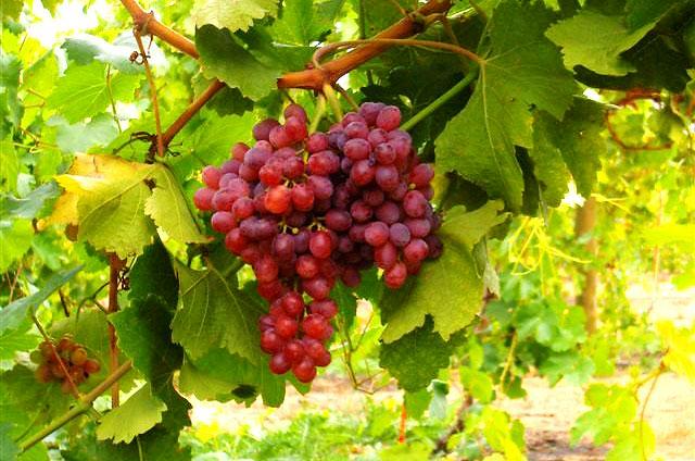 ������� ���������