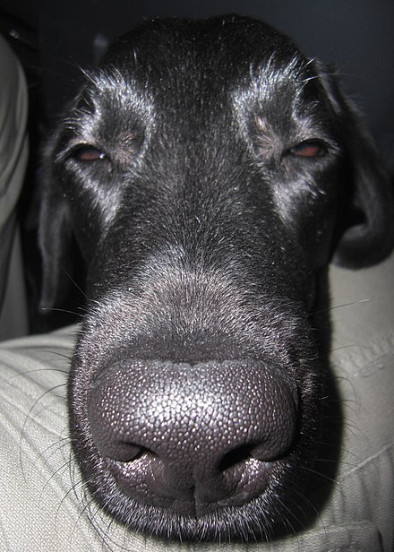 ��� ����������