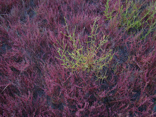 ���� �����������