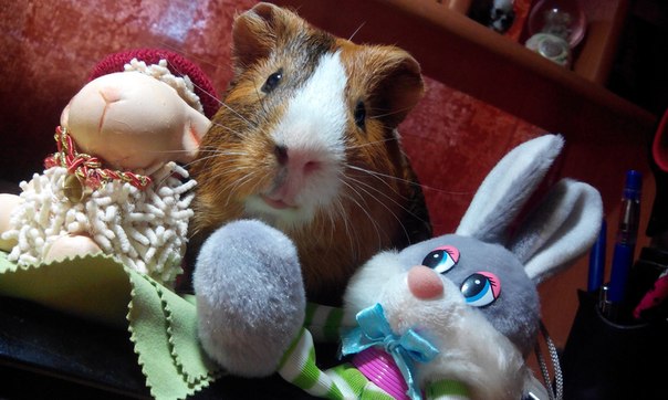 ����� ���������