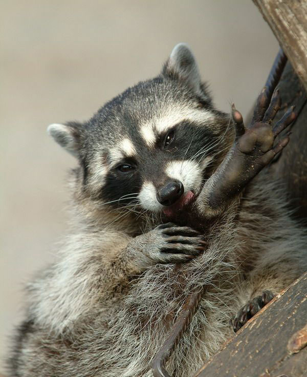 ���� �������