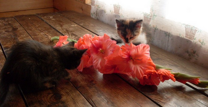 Гейман Ирма