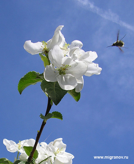 ������ ������