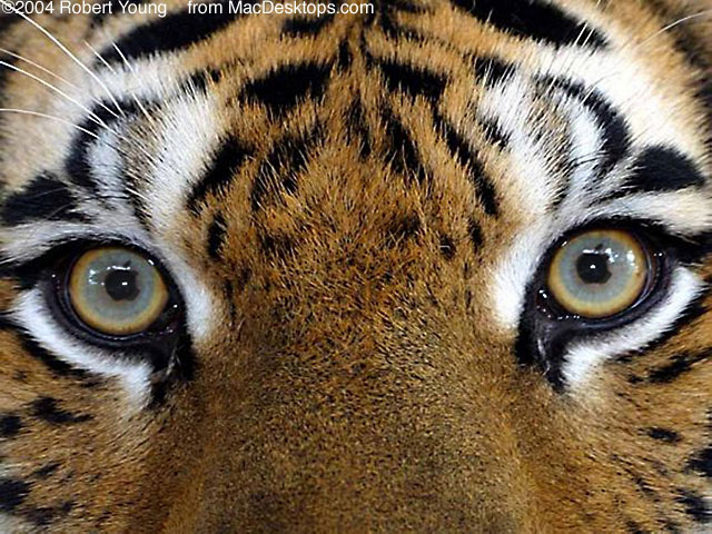 ����� ����������