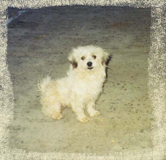 Константина Ди