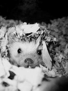 ���� ������������