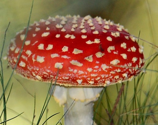 Александр Старче