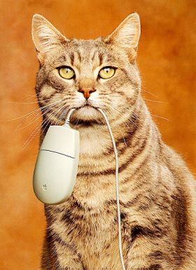 Кот Бегемот