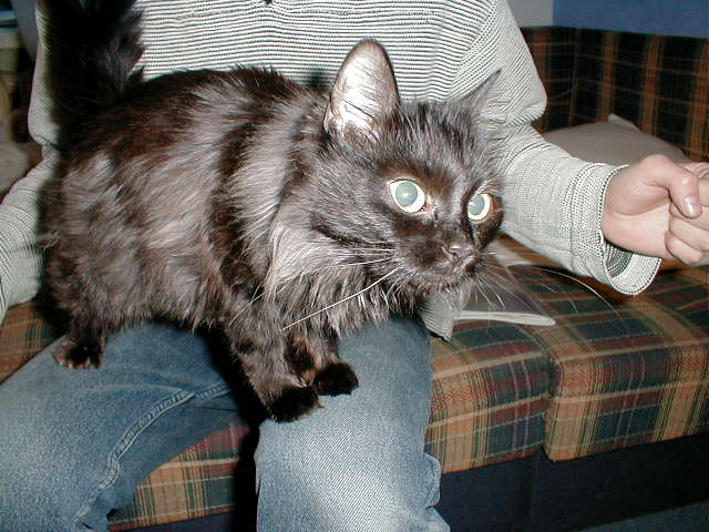 ��������� �����