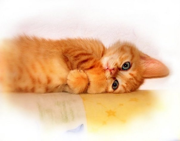 ��� ������