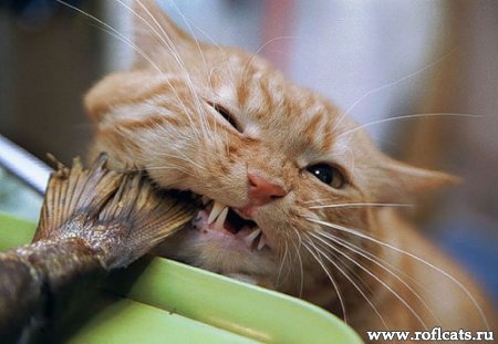 Ирина Дахно