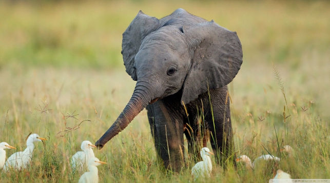 Алекс Шарапов