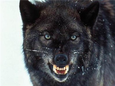 ����� ��� �����