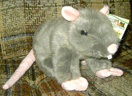 ���� �����