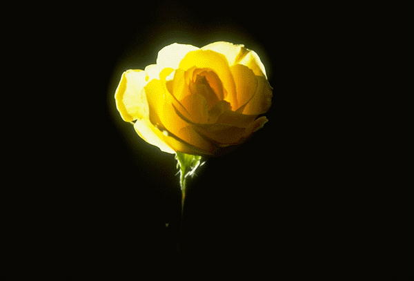 �������� ��������