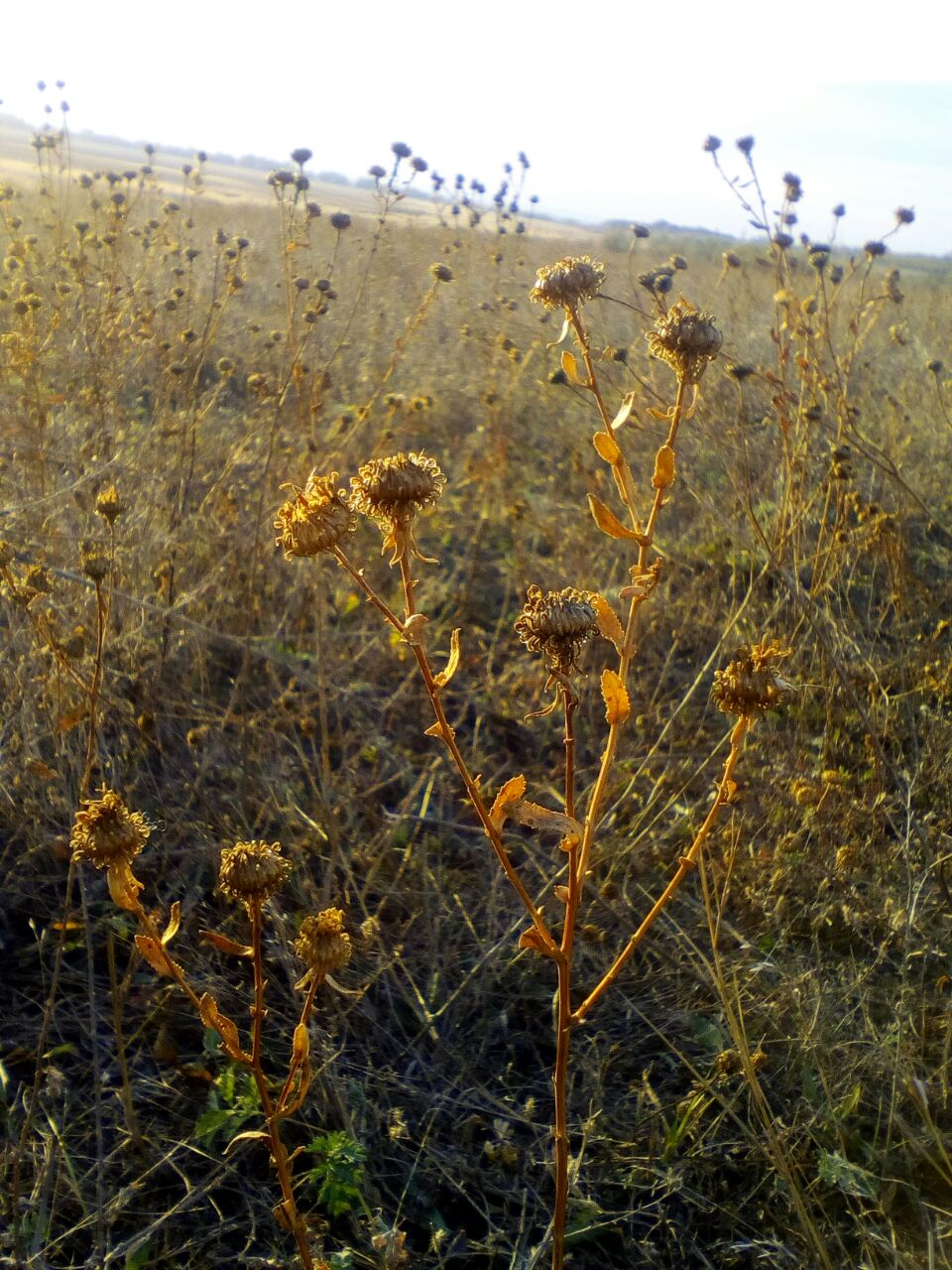 ���� ������