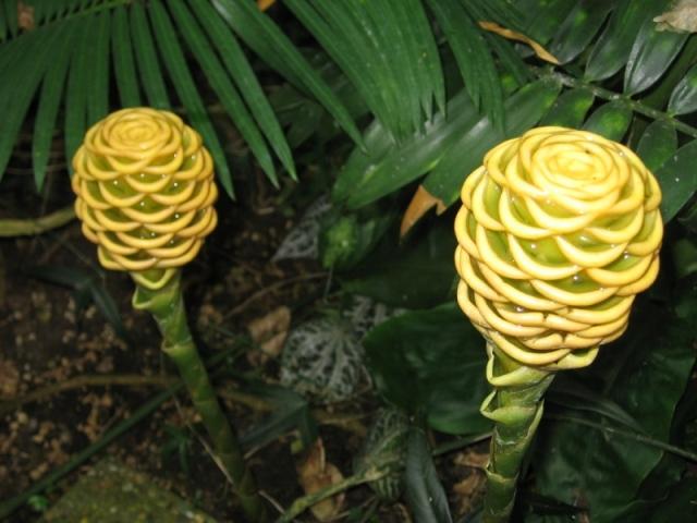 ������� �����