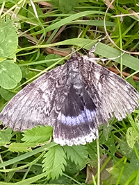 ������ ���������